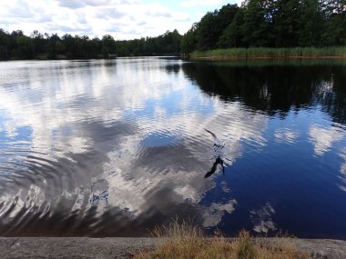 A seagull bird flying over a beautiful lake with light reflections in the mirror gloss surface