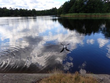 A seagull bird flying over a beautiful lake with light reflections in the mirror gloss surface