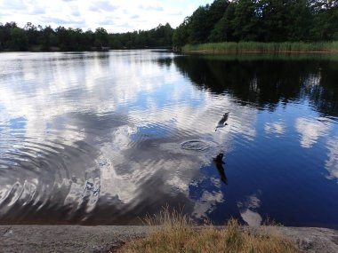 A seagull bird flying over a beautiful lake with light reflections in the mirror gloss surface
