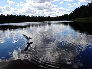 A seagull bird flying over a beautiful lake with light reflections in the mirror gloss surface