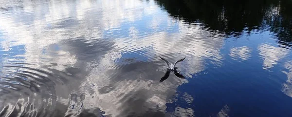 Seagull Bird Flying Beautiful Lake Light Reflections Mirror Gloss Surface — Stock Photo, Image