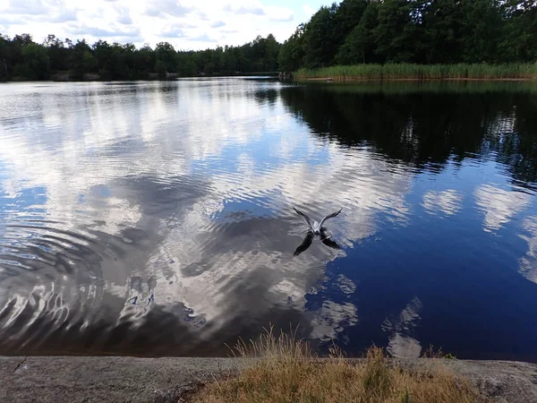 Seagull Bird Flying Beautiful Lake Light Reflections Mirror Gloss Surface — Stock Fotó