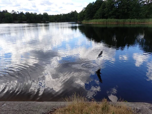A seagull bird flying over a beautiful lake with light reflections in the mirror gloss surface