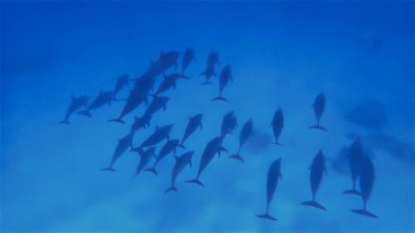 Underwater photo of Spinner dolphins. From a scuba dive in the Red Sea - Egypt.