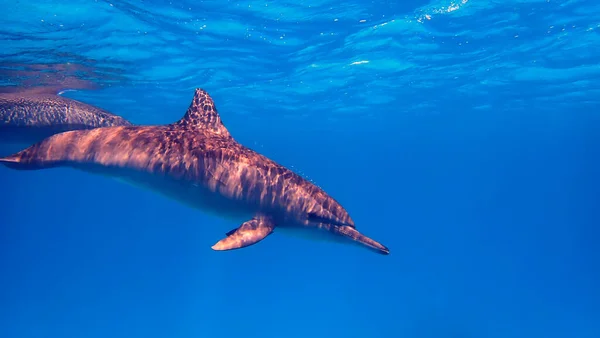 Underwater Photo Spinner Dolphins Scuba Dive Red Sea Egypt — Stock fotografie