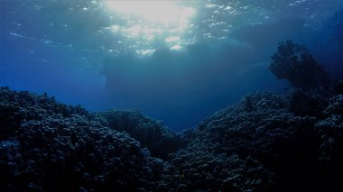 Rays of sunlight over a coral reef