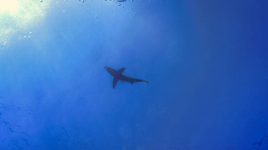 Yüzeydeki tehlikeli okyanus beyaz yüzgeçli köpekbalığının sualtı fotoğrafı. Mısır 'daki Kızıl Deniz' deki bir dalıştan..