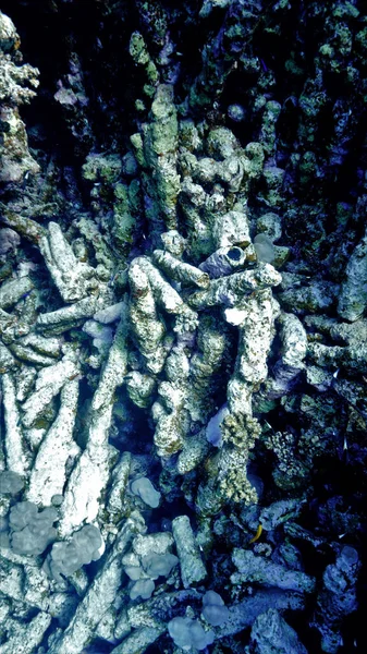 Podwodne Zdjęcie Martwych Korali Wybielanie Koralowców Zmiana Klimatu Nurkowania Morzu — Zdjęcie stockowe