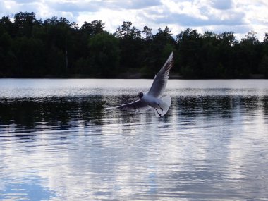 Artistic and beautiful panorama photo of a seagull flying over a lake with a mirrored surface