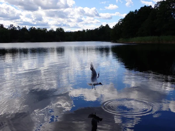 Artistic and beautiful panorama photo of a seagull flying over a lake with a mirrored surface