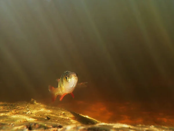 Underwater Photo Perch Fish Rays Light — Stok Foto