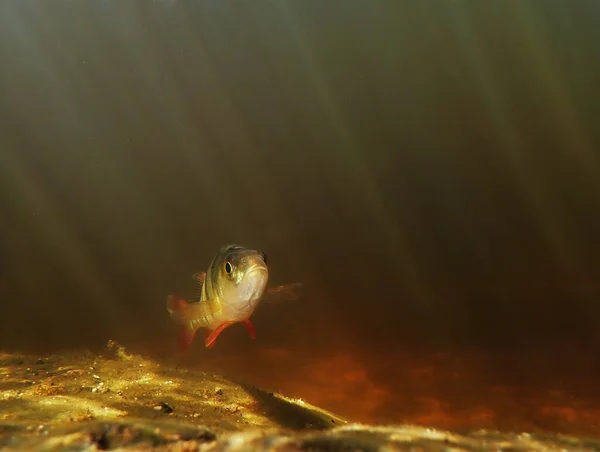 Underwater Photo Perch Fish Rays Light — Stok fotoğraf