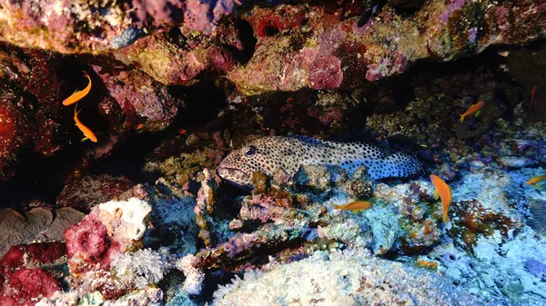 Unterwasserfoto Eines Zackenbarschfisches Der Einem Korallenriff Ruht — Stockfoto
