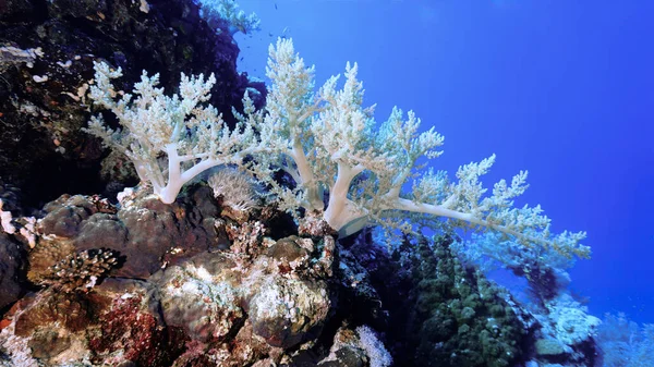 Mooi Kleurrijk Koraalrif Van Een Duikvlucht — Stockfoto