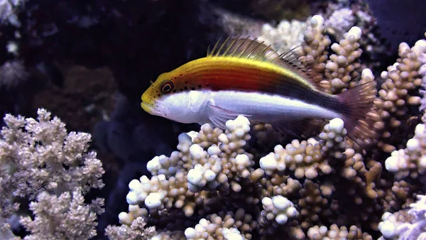 Lindo Pez Jugando Arrecife Coral Primer Plano Hermosos Peces Color —  Fotos de Stock