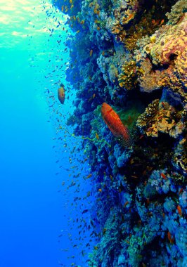 Underwater photo of a colorfu red coral grouper fish at the reef. From a scuba dive in the Red Sea in Egypt.