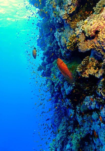 Underwater Photo Colorfu Red Coral Grouper Fish Reef Scuba Dive — 스톡 사진