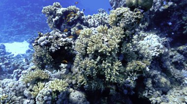 Güzel ve renkli mercan resifleri. Tüplü dalıştan.