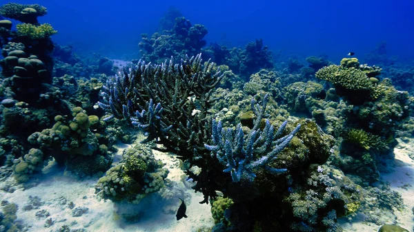 美しくカラフルなサンゴ礁 スキューバダイビングから — ストック写真