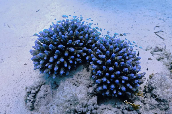 Beautiful and blue colorful corals with small blue tropical fishes. Symbiotic relationship at a coral reef. From a scuba dive in the Red Sea.