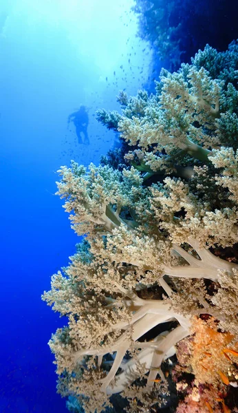Denizde Güzel Renkli Mercan Resifleri — Stok fotoğraf