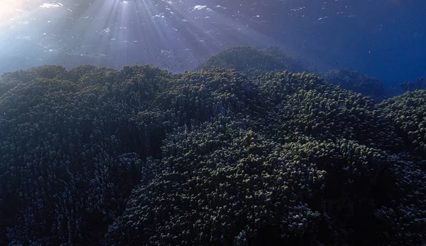 Underwater photo from a scuba dive inside caves and tunnels with rays of light. Beautiful scenery with sunlight and beams underwater in the Red sea in Egypt.