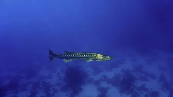 Underwater Photo Barracuda Fish Sea — Stok fotoğraf