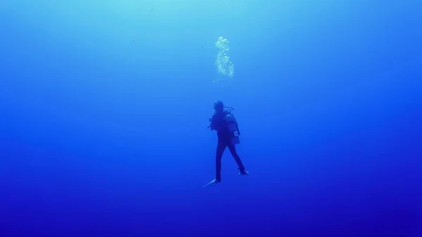 ジンベイザメを探しているスキューバダイバーの水中写真 エジプトの紅海でのスキューバダイビングから — ストック写真