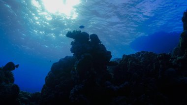 Güzel bir ışıkta mercan resifinin sualtı fotoğrafçılığı. Ev dekorasyonunuz ve iç tasarımınız için scuba fotoğraf sanatı.