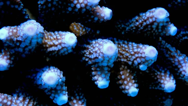 Makroaufnahme Einer Koralle Unter Wasser — Stockfoto