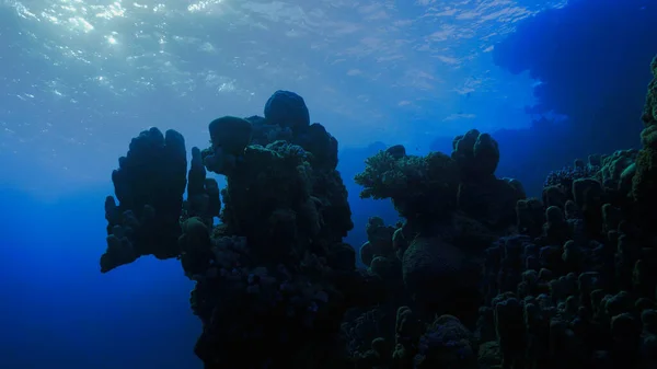 Photographie Sous Marine Récif Corallien Dans Une Belle Lumière Plongée — Photo