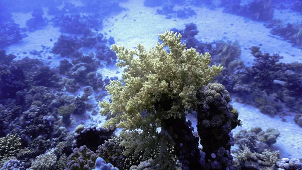 Onderwaterfoto Van Zacht Koraal Bij Een Koraalrif — Stockfoto