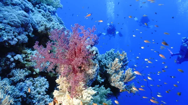 Foto Subacquea Coralli Morbidi Colorati Una Barriera Corallina — Foto Stock