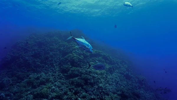 水下摄影 一种水底鱼类 从水肺潜水中 — 图库照片