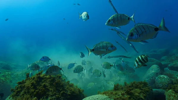 Prachtige Onderwater Foto Van School Van Vissen Zebra Sea Bream — Stockfoto