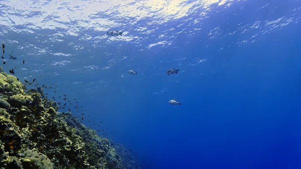 Підводна Фотографія Риби Блакитному Морі Занурення Воду — стокове фото