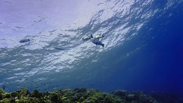 Підводна Фотографія Риби Блакитному Морі Занурення Воду — стокове фото