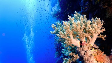Underwater photo of a beautiful drop off wall. From a scuba dive in the Red sea in Egypt.