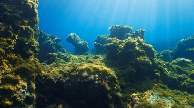 Renkli bitkilerin sualtı fotoğrafı. Güzel bir manzarada ışık huzmeleri.