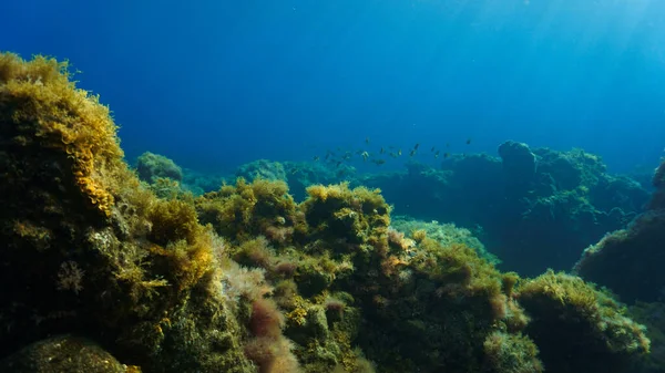 Foto Submarina Plantas Coloridas Hermoso Paisaje Rayos Luz — Foto de Stock