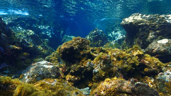 Unterwasser Foto Von Bunten Pflanzen Einer Wunderschönen Landschaft Lichtstrahlen — Stockfoto