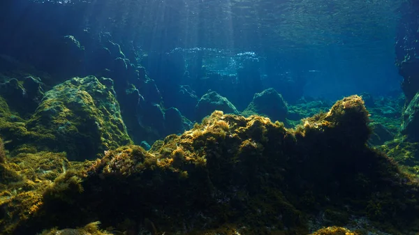 Underwater Photo Colorful Plants Beautiful Landscape Rays Light — Stock Photo, Image