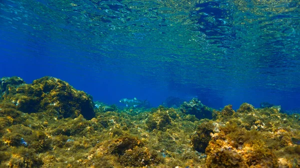 Unterwasserfoto Eines Blauflossen Thunfisches Einer Wunderschönen Landschaft Lichtstrahlen Vom Tauchgang — Stockfoto