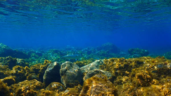 在阳光下 蓝鳍金枪鱼在美丽风景中的水下照片 来自加那利群岛的潜水 — 图库照片