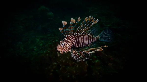 Photographie Macro Sous Marine Des Poissons Lions Poisionnaires Dangereux Sur — Photo