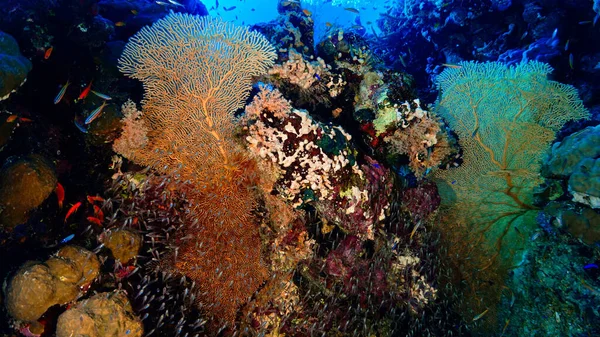 Υποβρύχια Φωτογραφία Ενός Κοραλλιογενή Ύφαλο Στην Ερυθρά Θάλασσα Στην Αίγυπτο — Φωτογραφία Αρχείου