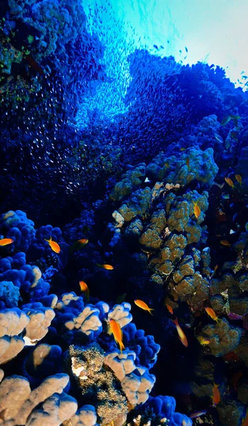 Foto Bawah Air Dari Terumbu Karang Dari Selam Scuba Laut — Stok Foto