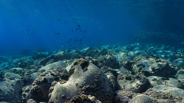 Підводні Фотознімки Риб Прекрасному Пейзажі Аквалангу Канарських Островах — стокове фото