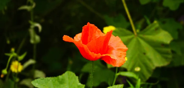 Mooie Rode Wilde Bloem Van Canarische Eilanden Spanje — Stockfoto