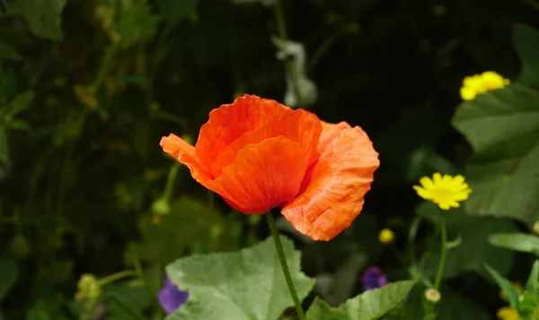 Vacker Röd Vild Blomma Från Kanarieöarna Spanien — Stockfoto